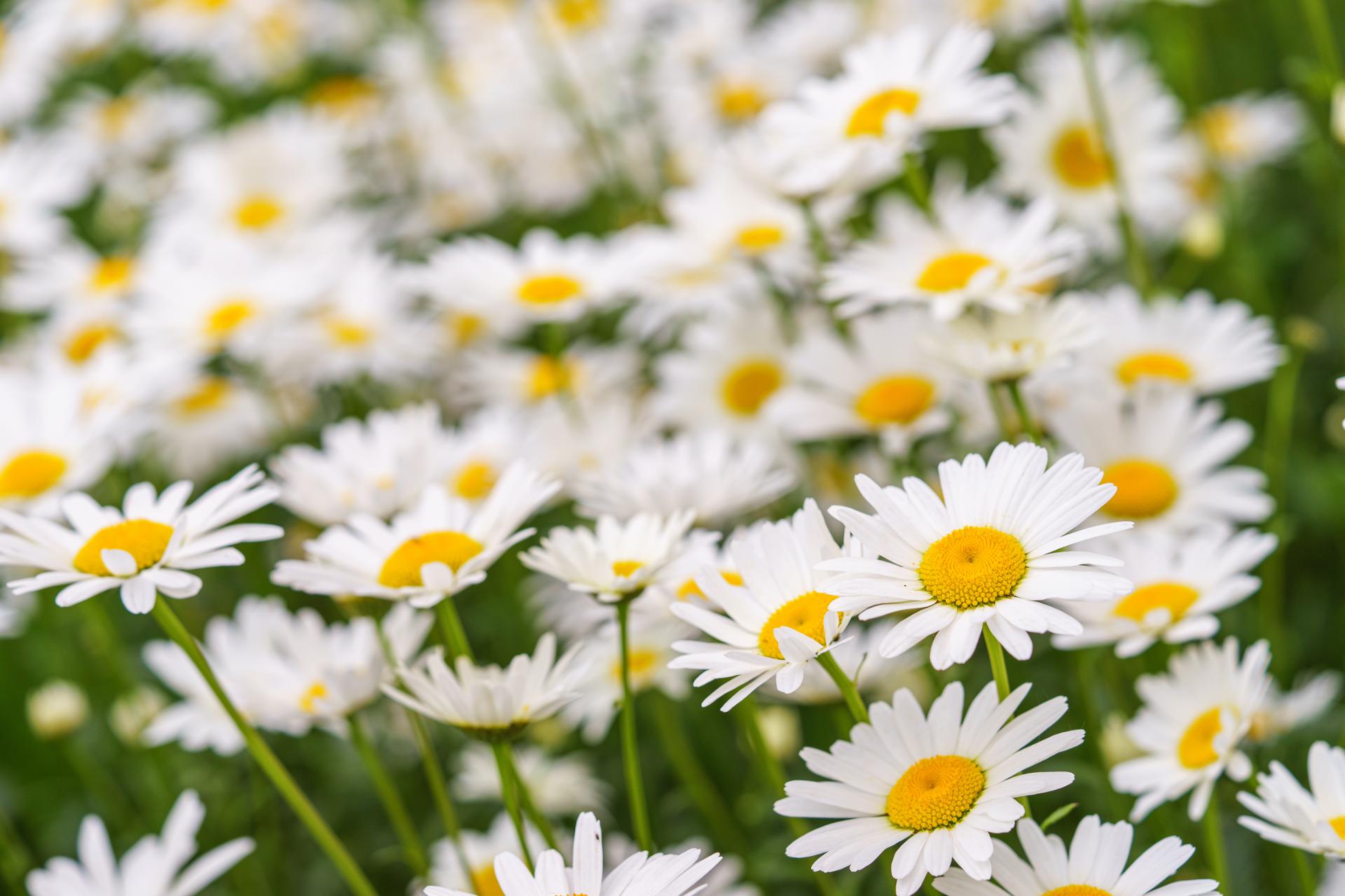Oxaye Oxeye Daisy | Wildflower Species Identification